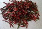 Il peperoncino calabrese: il piccante che conquista la cucina italiana